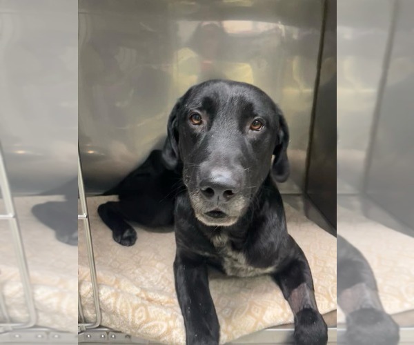 Medium Photo #3 Great Dane-Labrador Retriever Mix Puppy For Sale in San Diego, CA, USA