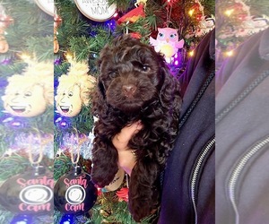 Cock-A-Poo Puppy for sale in CYNTHIANA, KY, USA