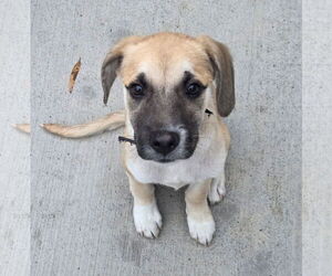 Toxirn Dogs for adoption in Virginia Beach, VA, USA