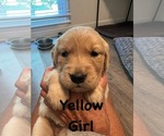 Puppy Yellow Golden Retriever