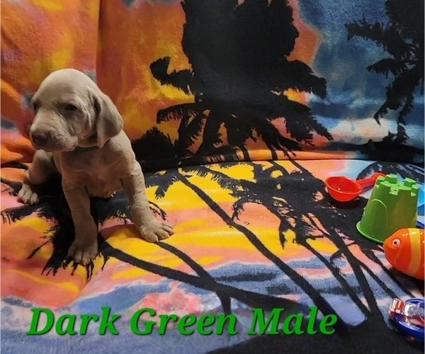 Medium Photo #4 Weimaraner Puppy For Sale in NEWCASTLE, OK, USA