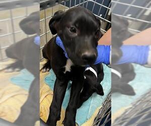Mutt Dogs for adoption in HESPERIA, CA, USA