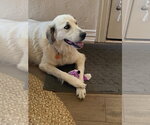 Small #1 Great Pyrenees