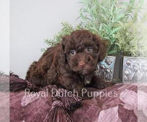 Poodle (Miniature) Puppy for sale in LE MARS, IA, USA