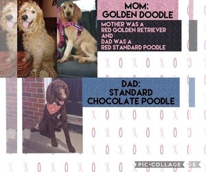 Father of the Goldendoodle puppies born on 07/16/2020