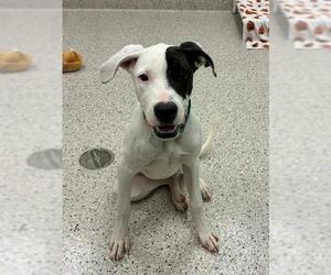 Mutt Dogs for adoption in Brighton, CO, USA