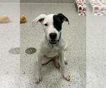 *BONES - Male Mutt Dog for Adoption - Small photo