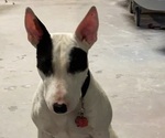 Small Photo #1 Bull Terrier Puppy For Sale in KENNEWICK, WA, USA