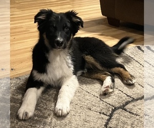 Australian Shepherd Puppy for sale in HILLSBORO, WI, USA
