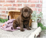 Small #4 Labrador Retriever