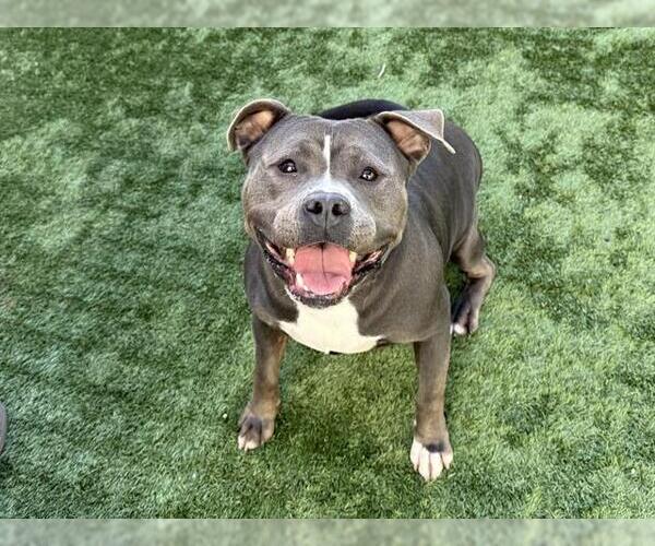 Medium Photo #2 Mutt Puppy For Sale in Pasadena, CA, USA