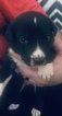 Small Photo #6 American Bulldog-German Shepherd Dog Mix Puppy For Sale in VILLA RICA, GA, USA