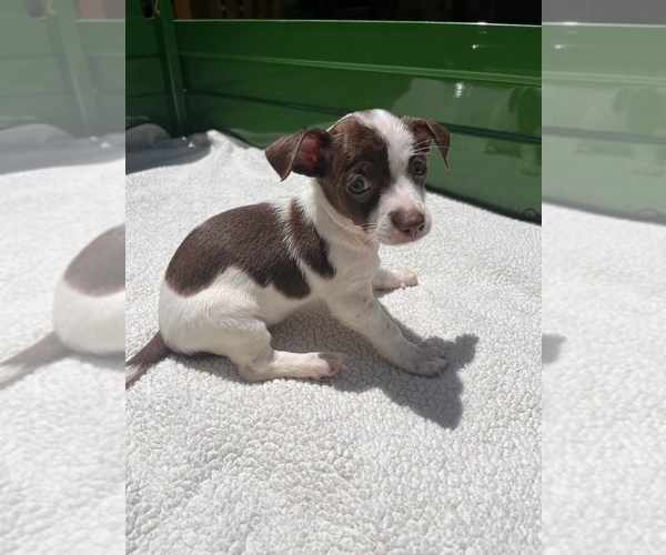 Medium Photo #8 Jack Chi Puppy For Sale in SAINT AUGUSTINE, FL, USA