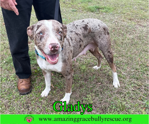 Gladys - Female Australian Shepherd-Unknown Mix Dog for Adoption - Photo #5