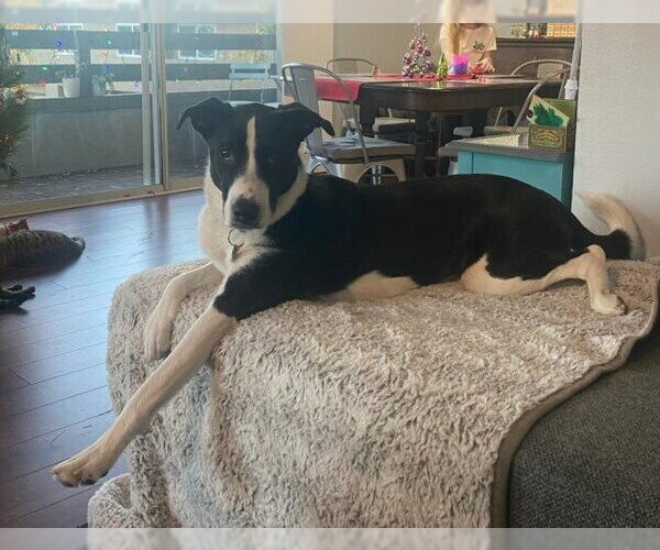 Medium Photo #6 Border Collie-Unknown Mix Puppy For Sale in San Diego, CA, USA