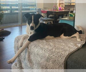 Zuzu - Female Border Collie-Unknown Mix Dog for Adoption - Photo #6