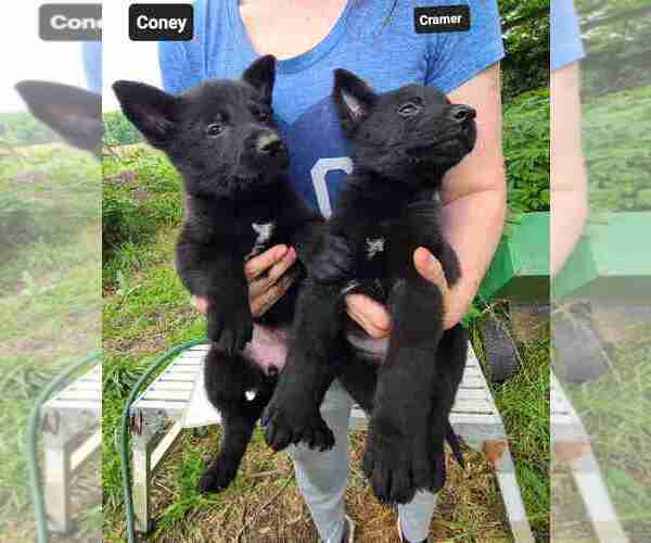 Medium Photo #10 German Shepherd Dog Puppy For Sale in KANSAS CITY, MO, USA