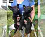 Small #9 German Shepherd Dog