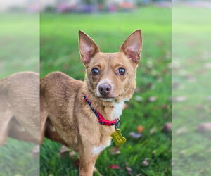 Chihuahua Dogs for adoption in Sandy, UT, USA