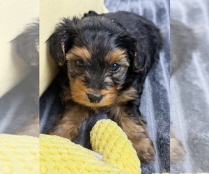 Yorkshire Terrier Puppy for sale in FENTON, MI, USA