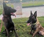 Small Photo #1 Belgian Malinois Puppy For Sale in DIXON, CA, USA