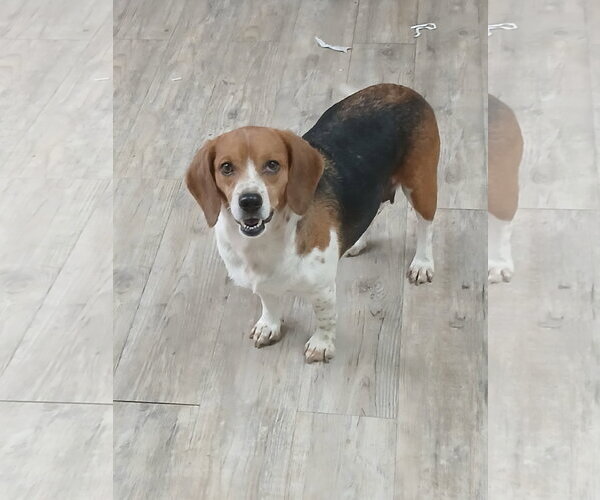 Medium Photo #13 Beagle Puppy For Sale in Murfreesboro, NC, USA