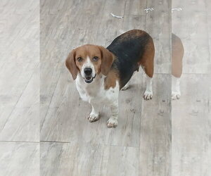 Pixie - Female Beagle Dog for Adoption - Photo #13