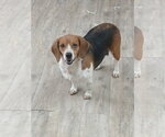 Small Photo #13 Beagle Puppy For Sale in Murfreesboro, NC, USA