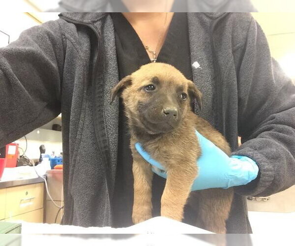 Medium Photo #1 Mutt Puppy For Sale in Riverside, CA, USA