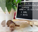 Puppy 4 Goldendoodle-Poodle (Toy) Mix
