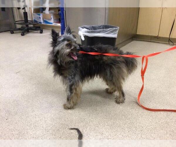 Medium Photo #1 Mutt Puppy For Sale in Riverside, CA, USA