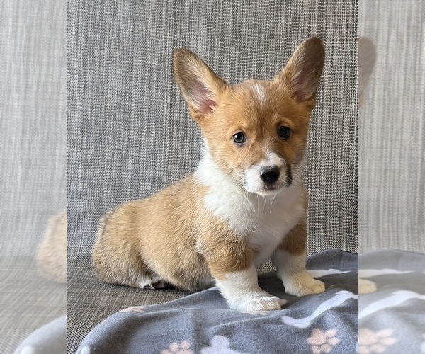 Medium Photo #3 Pembroke Welsh Corgi Puppy For Sale in MANSFIELD, MO, USA