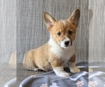 Small #2 Pembroke Welsh Corgi