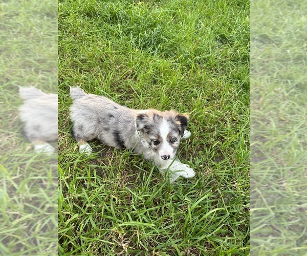 Medium Photo #1 Miniature American Shepherd Puppy For Sale in REDDICK, FL, USA