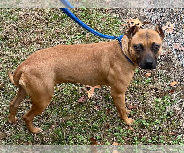 Medium Photo #2 Mutt Puppy For Sale in Tarboro, NC, USA