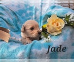 Puppy Jade Golden Retriever