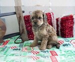 Small Photo #2 Cavapoo Puppy For Sale in FRESNO, OH, USA