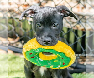 Labrador Retriever-Unknown Mix Dogs for adoption in Hilton Head, SC, USA