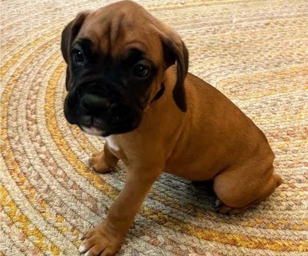 Medium Photo #1 Boxer Puppy For Sale in MILFORD, IN, USA