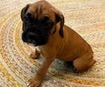 Small Photo #1 Boxer Puppy For Sale in MILFORD, IN, USA