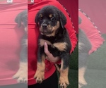 Small Photo #16 Rottweiler Puppy For Sale in MIRA LOMA, CA, USA