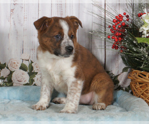 Boston Cattle Dog Puppy for sale in PENNS CREEK, PA, USA