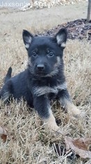 German Shepherd Dog Puppy for sale in MIDDLETON, TN, USA