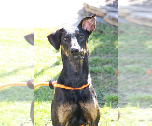 Medium Photo #2 Mutt Puppy For Sale in Canton, CT, USA