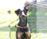 Small #1 Mutt