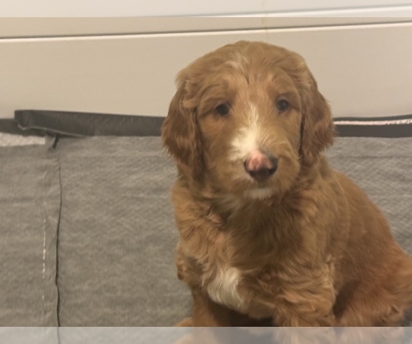 Medium Photo #4 Goldendoodle Puppy For Sale in LEXINGTON, SC, USA
