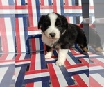 Small Photo #3 Australian Shepherd Puppy For Sale in RUSSELL, IA, USA