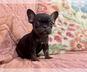 French Bulldog Puppy for sale in NEWTON, NJ, USA