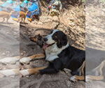 Small #3 Australian Shepherd Mix
