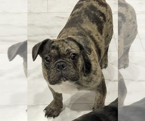 French Bulldog Puppy for sale in PALMDALE, CA, USA